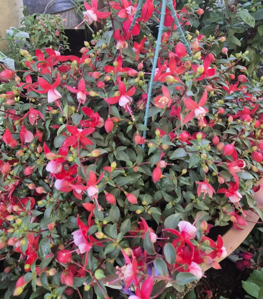 vibrant fuchsia trailing pots