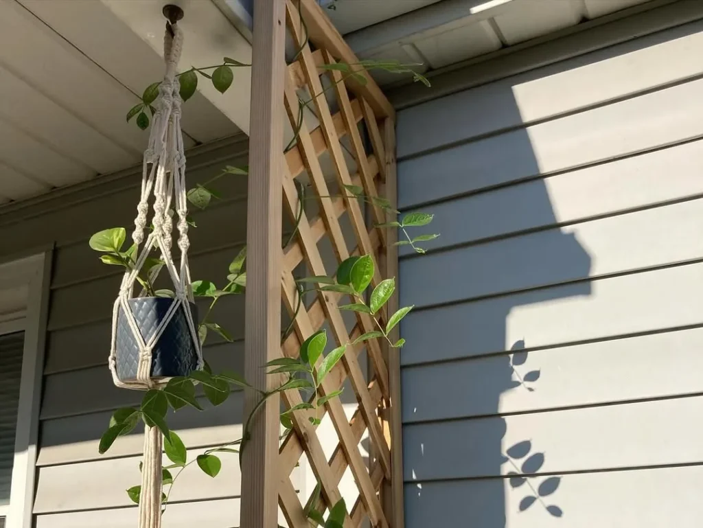 vine ideas for fence screening