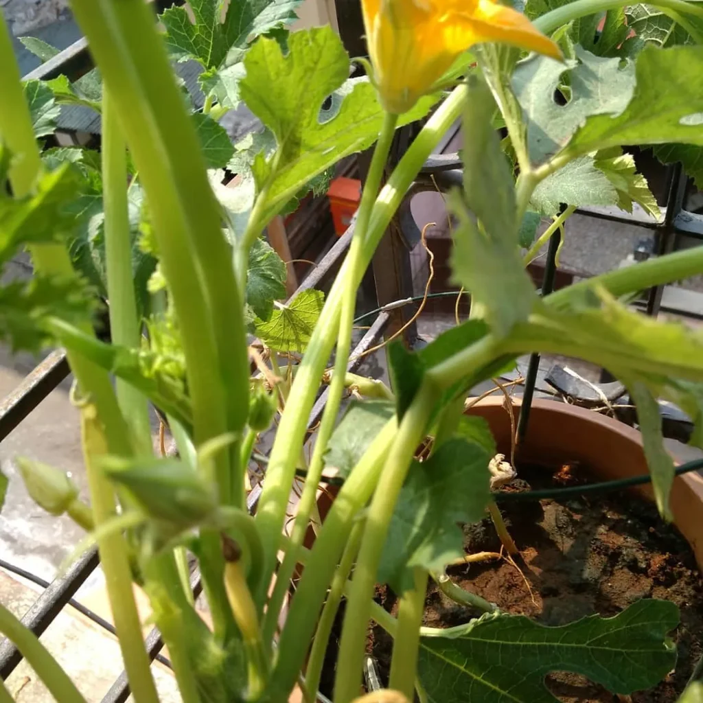 Low Maintenance Vegetable Gardening in Pots Perfect for Busy Gardeners zucchini plants in pots