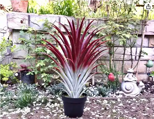 red aloe vera plant