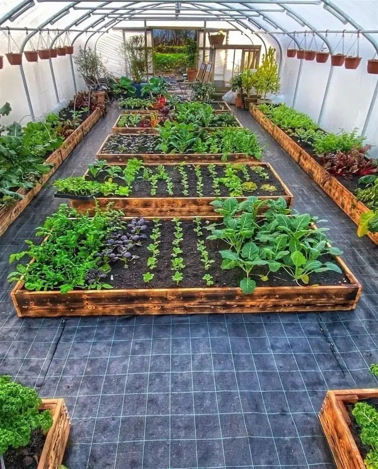 self sufficient backyard or greenhouse