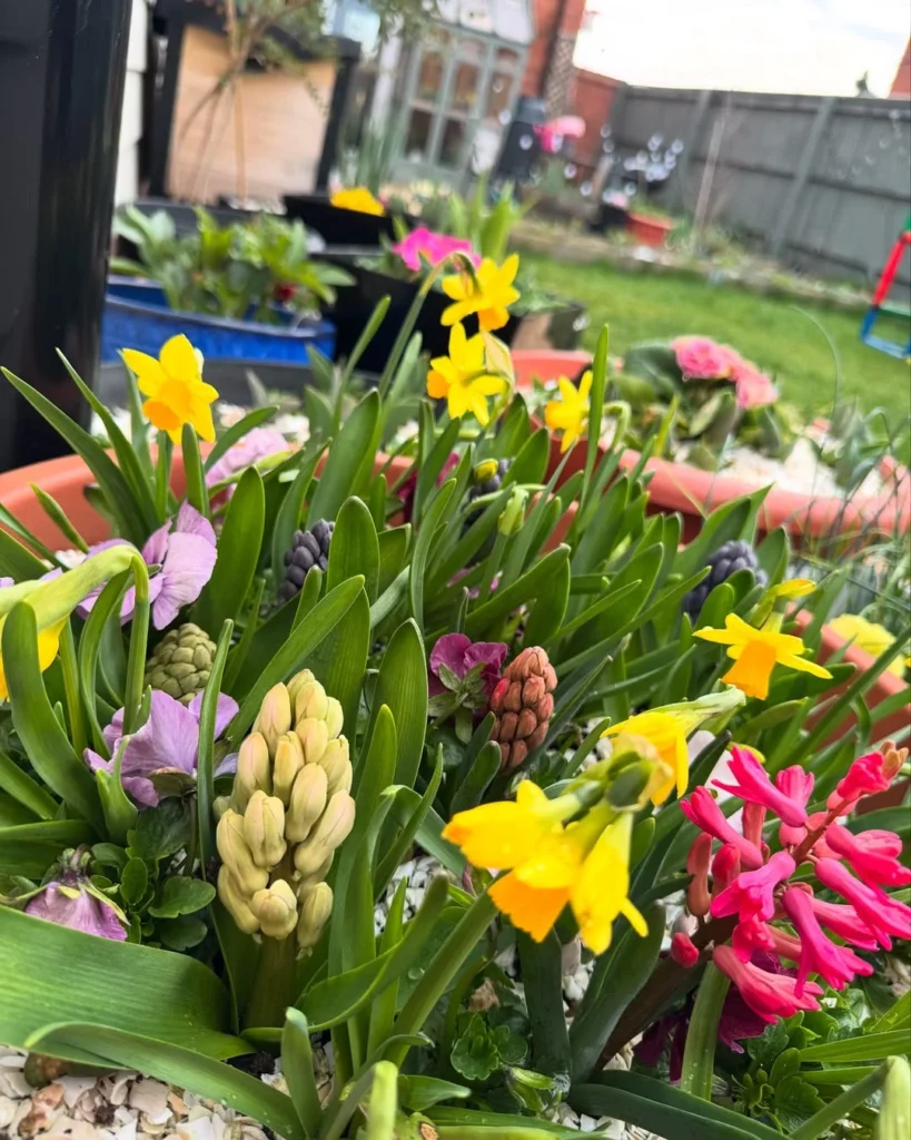 bright colour mix flowers gardening