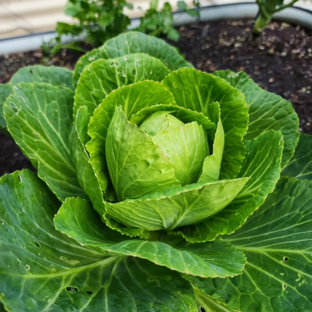 cabbage plant