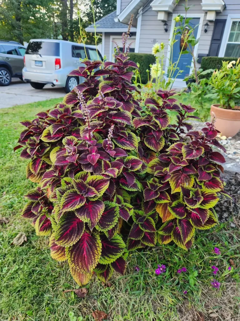 colorful foliage coleus plant