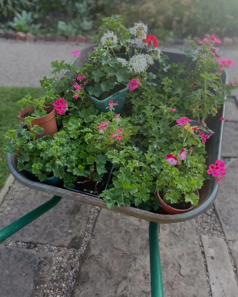 geraniums plants