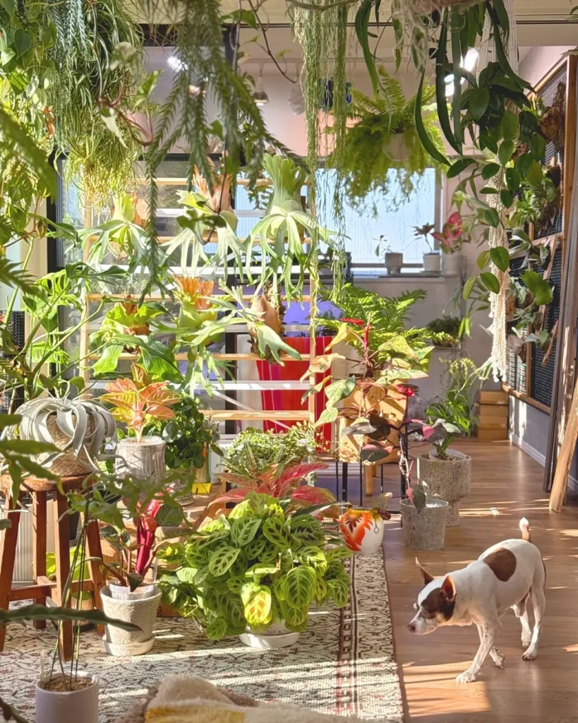 indoor garden design ideas for pet