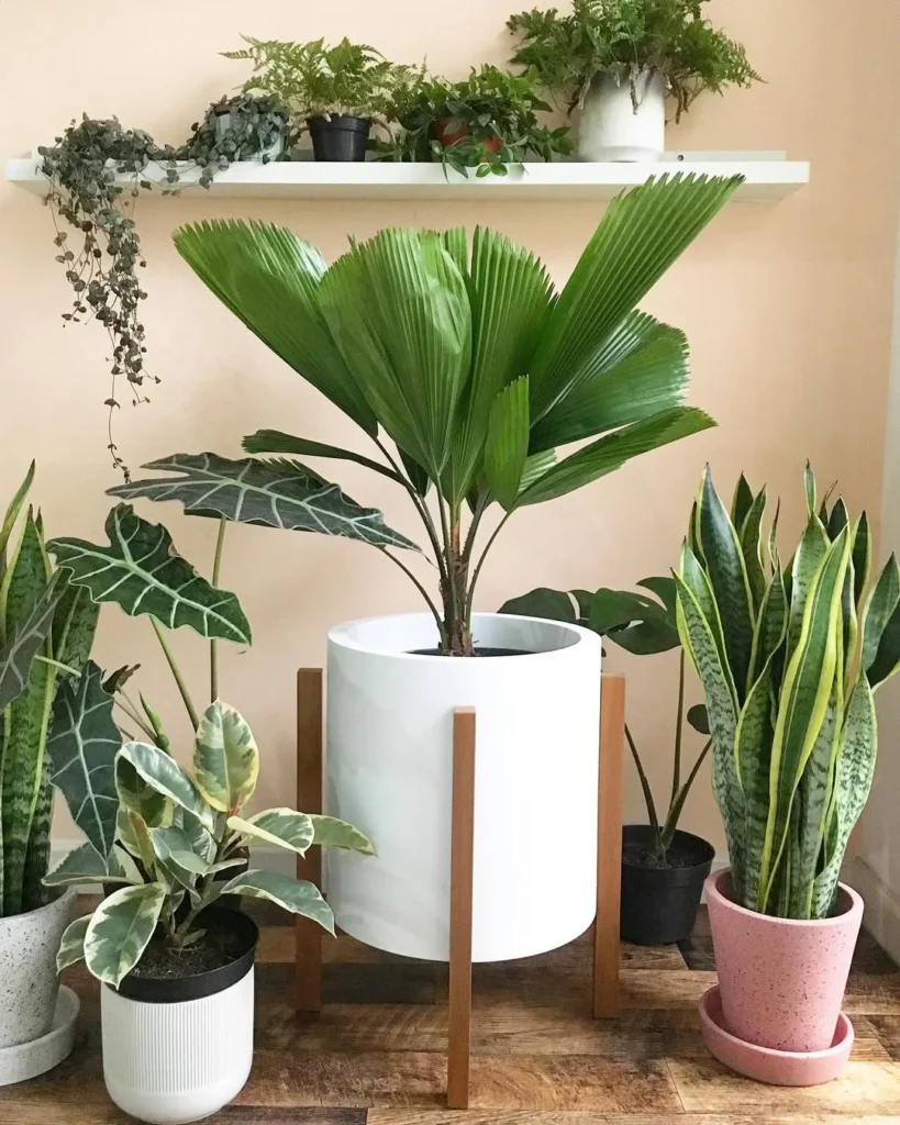 indoor garden design with statement planters