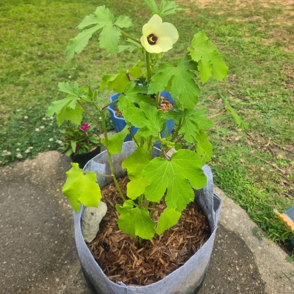 okra plant
