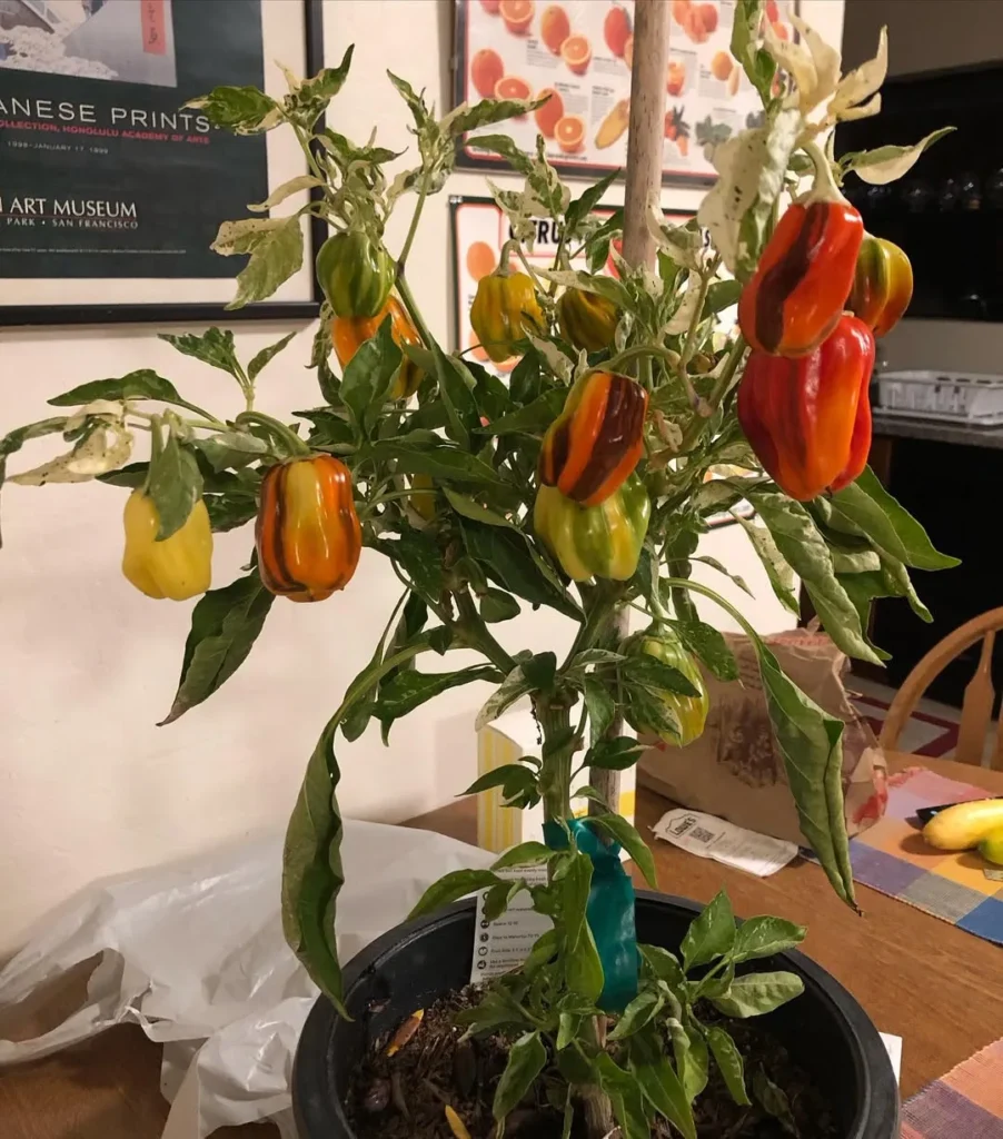 pepper plant
