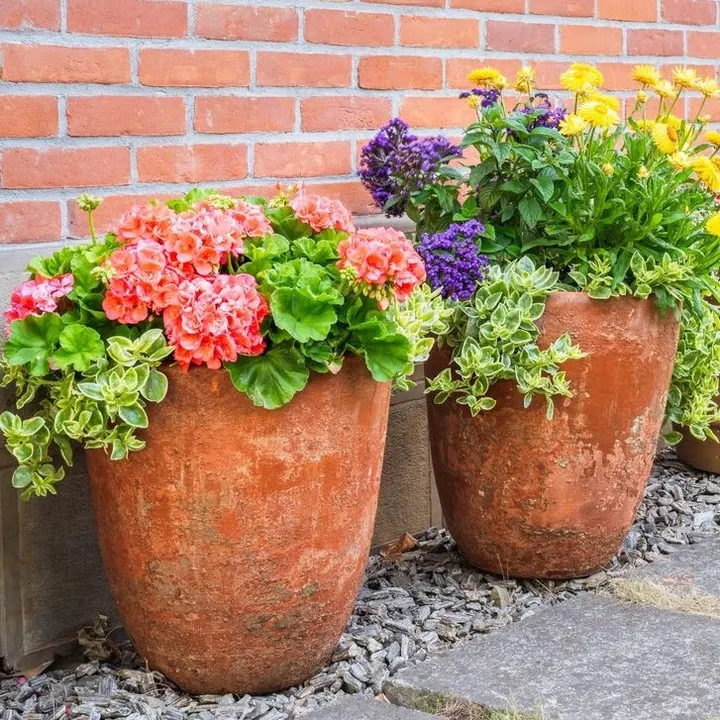plant picks for pots, from colorful flowers