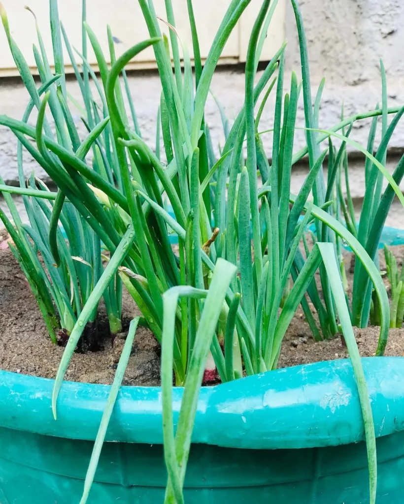 scallions plant