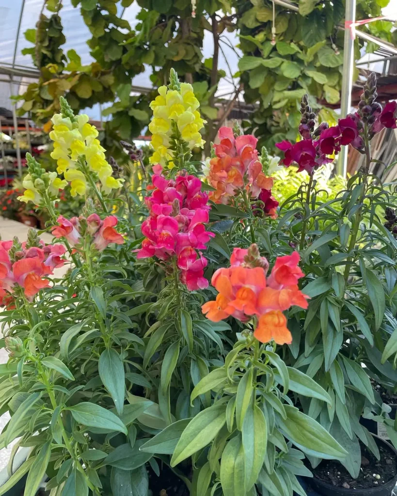 snapdragons container gardening flowers