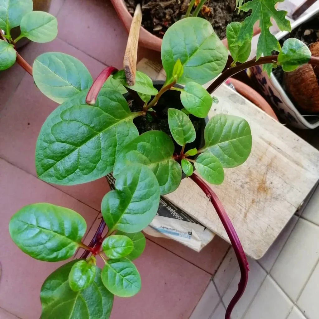 spinach plant