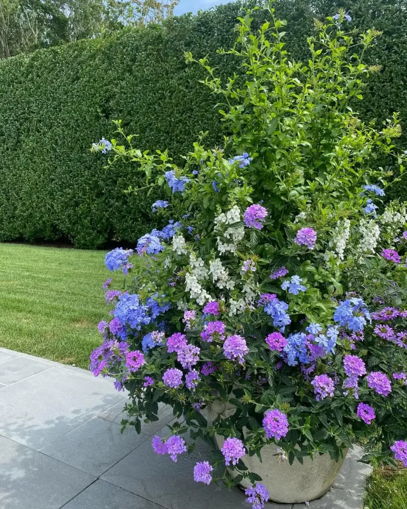 summer flowers to plant container garden