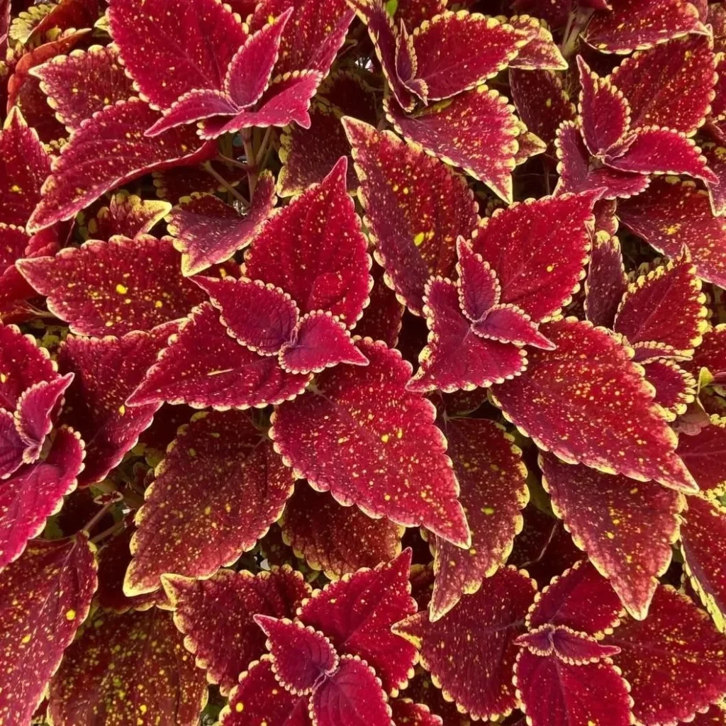 vibrant foliage coleus plant