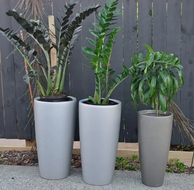 zamioculcas zamiifolia plant pots