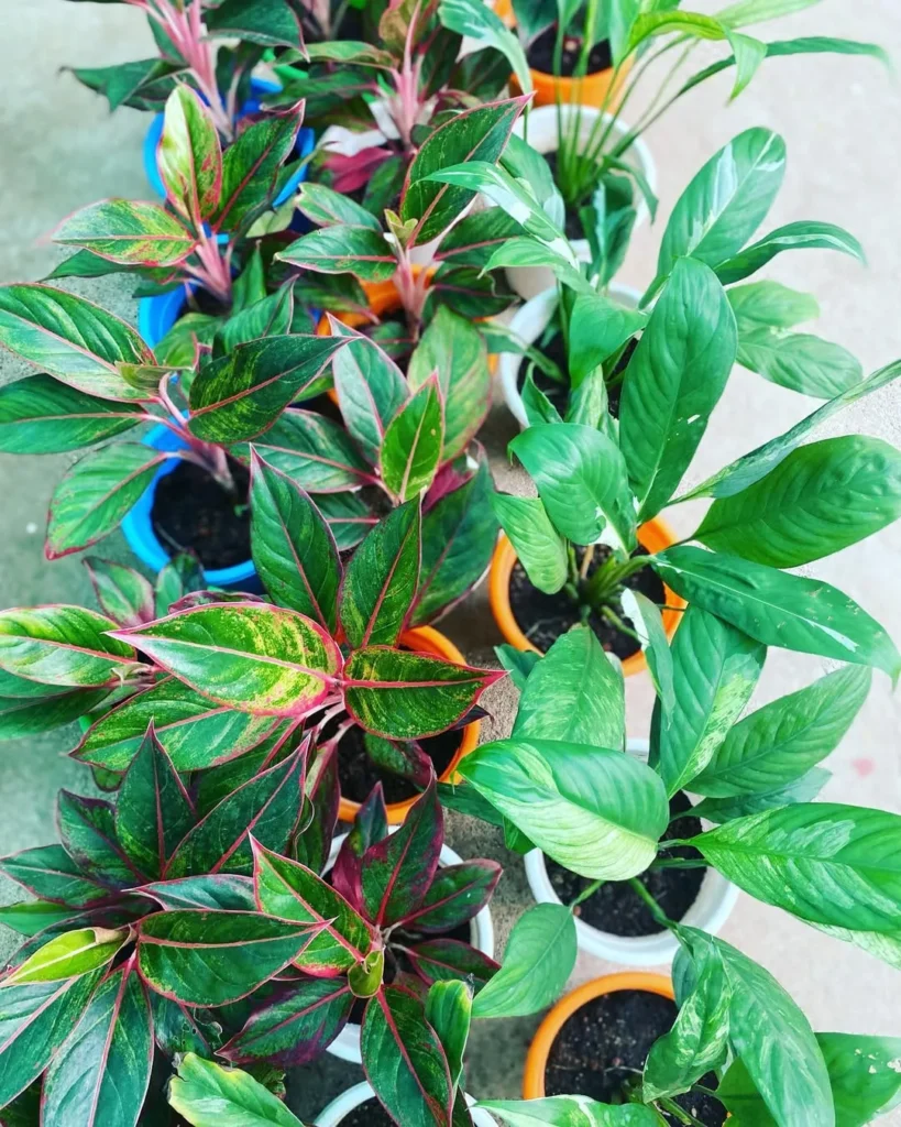 aglaonema plants