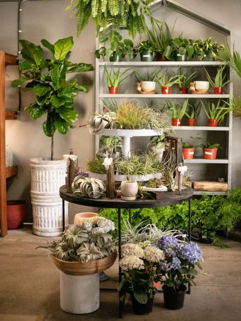 air plant display indoor garden