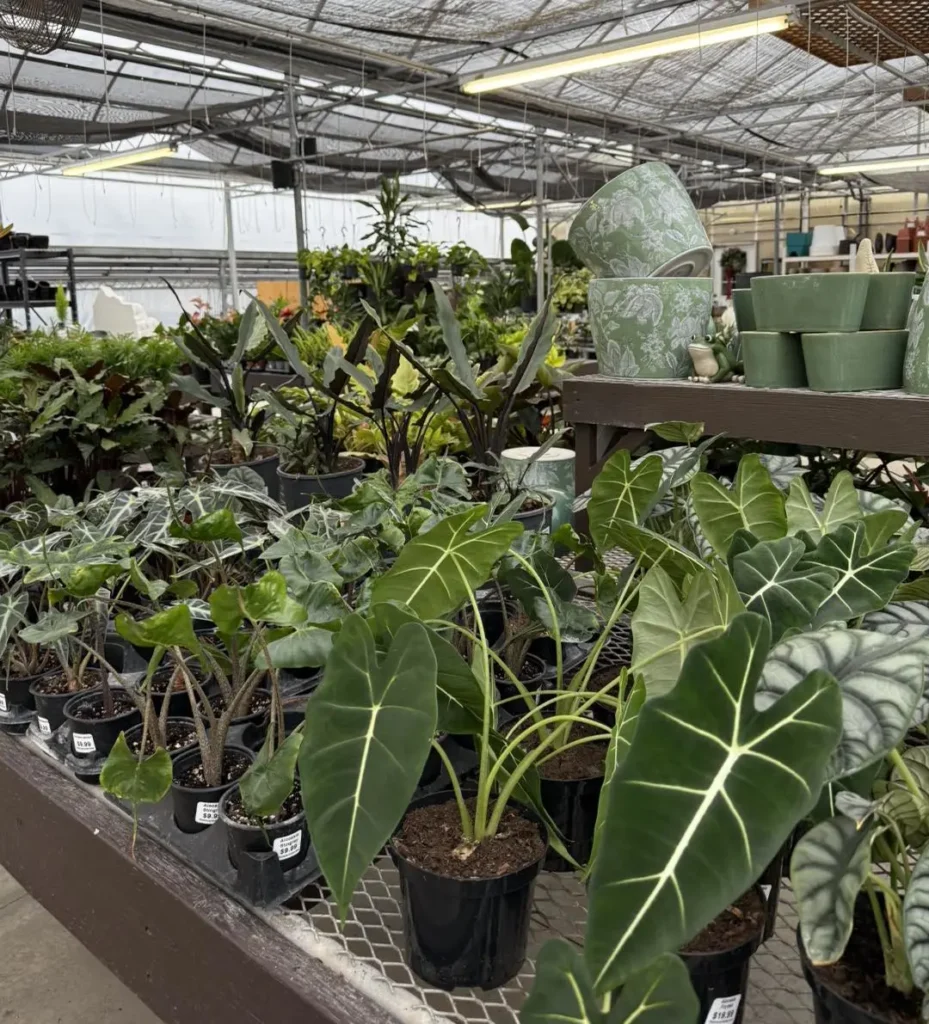 alocasia frydek plants