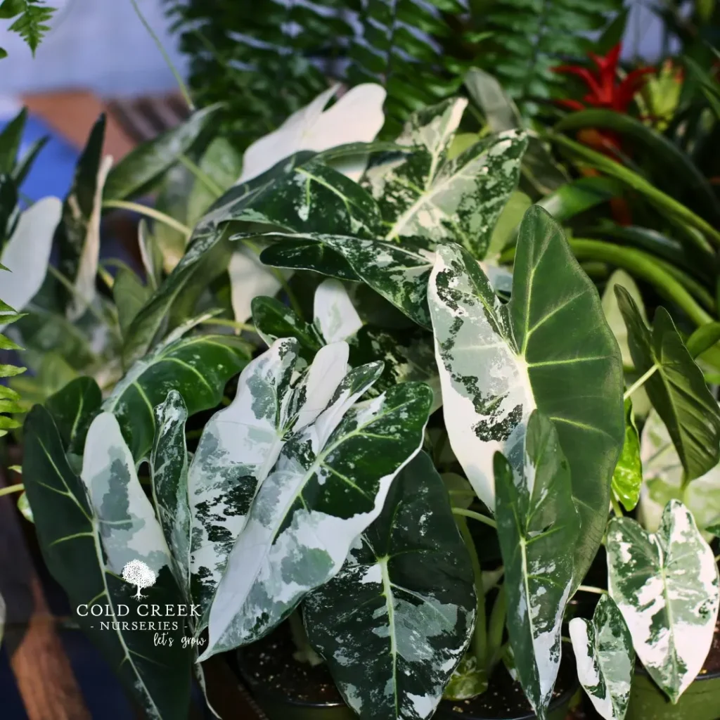 alocasia micholitziana plant