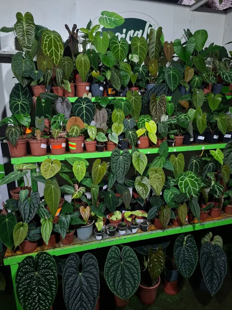 anthurium and philodendron plants.