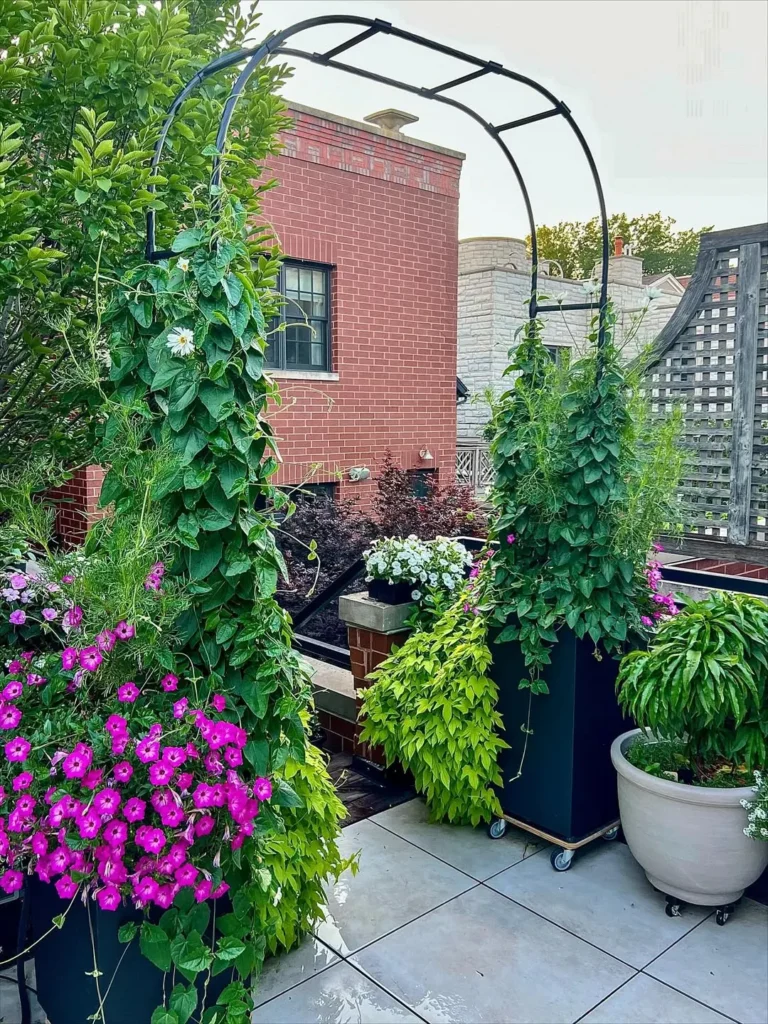 arch in two deep pots patio garden