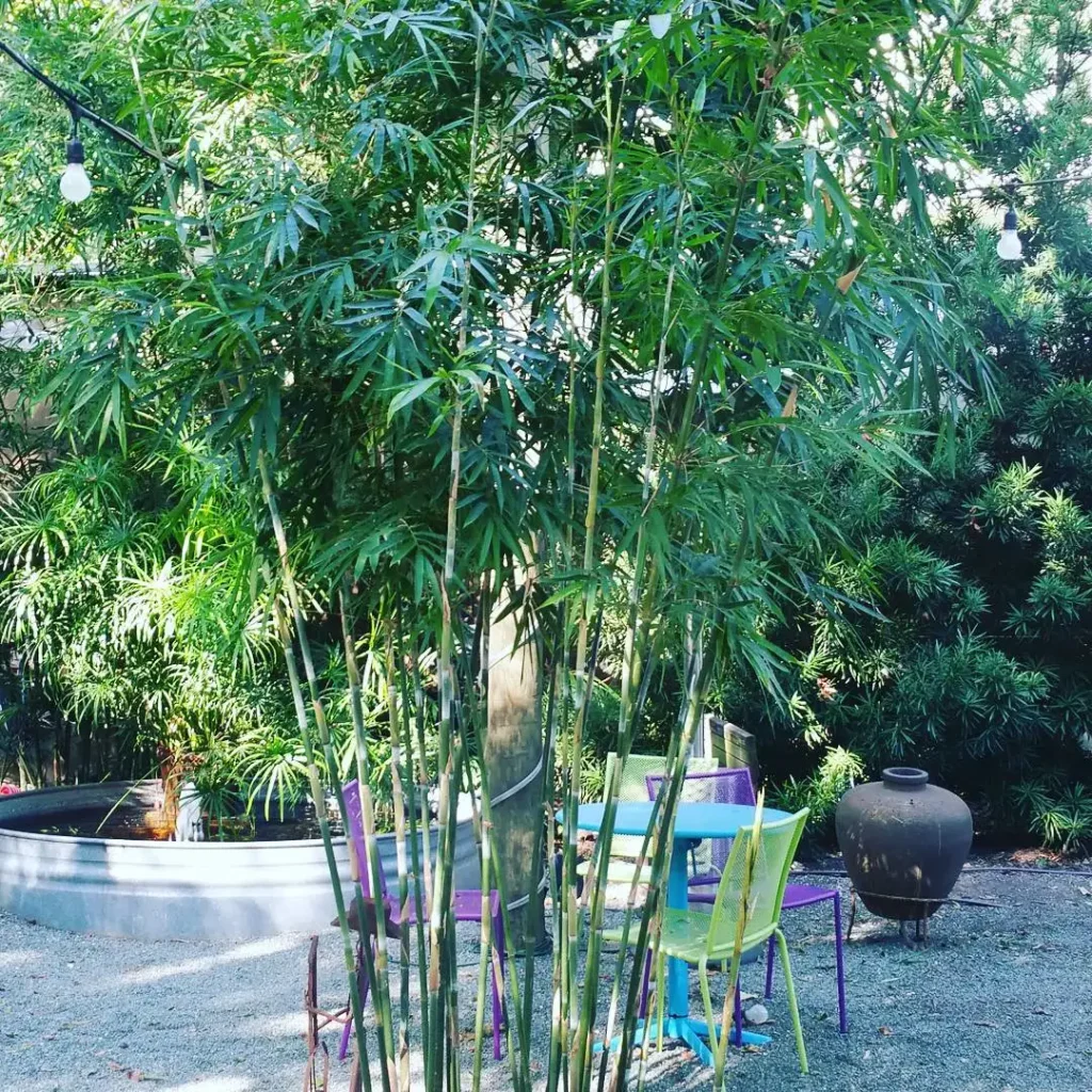 bamboo meditation garden