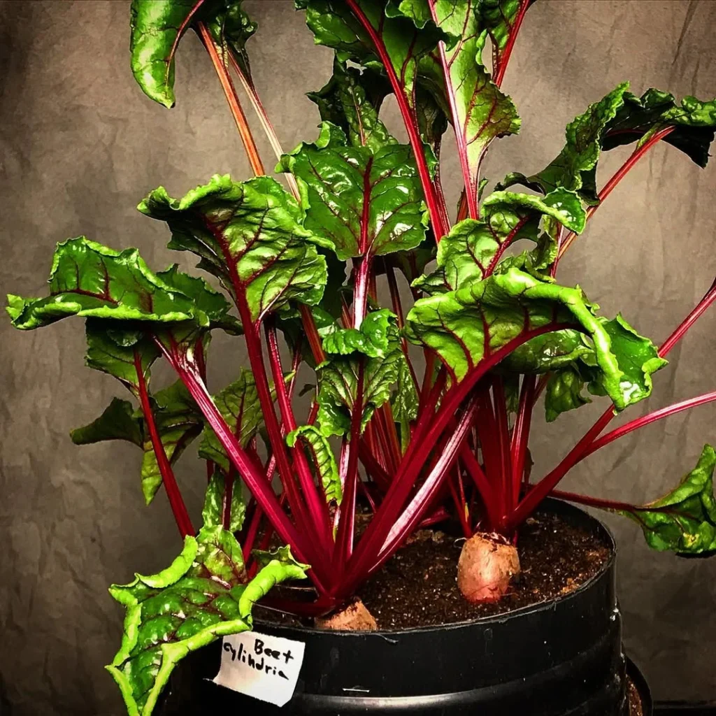 beets indoor plants