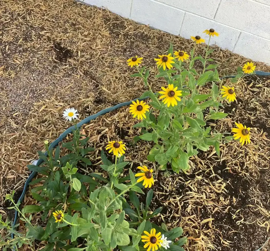 black eyed susan flowers garden