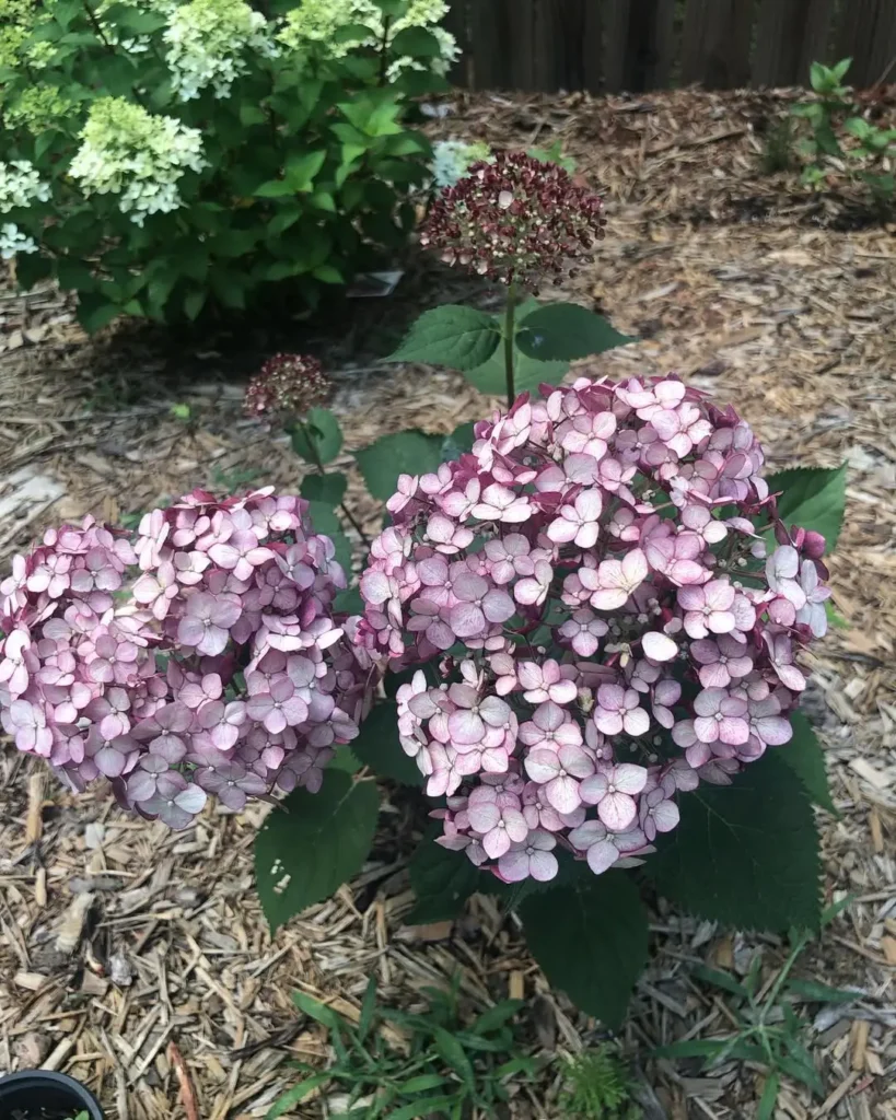 blush hydrangea flower garden