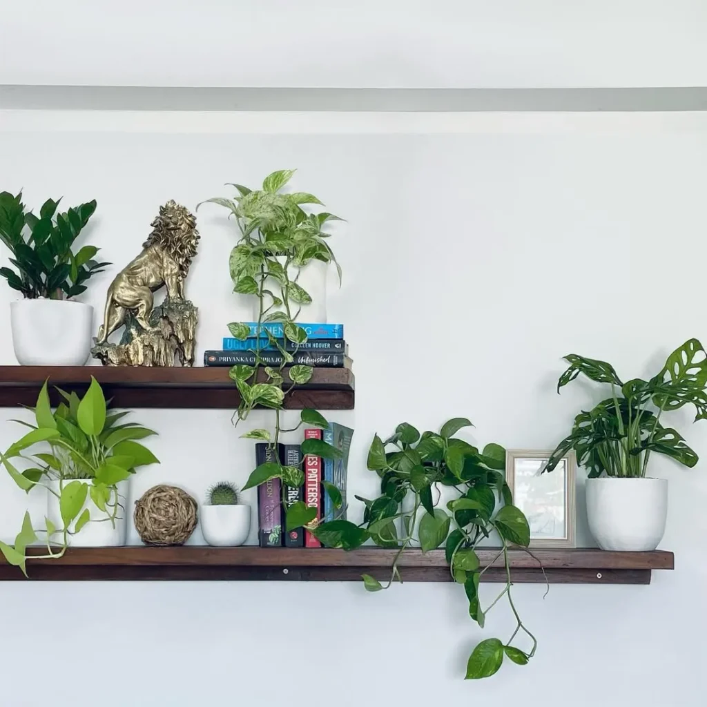 bookshelf plant garden