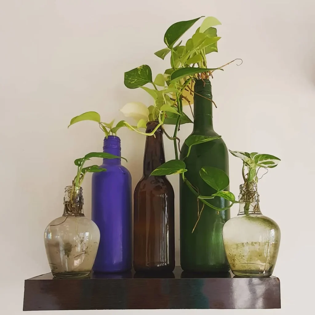 bottle indoor garden