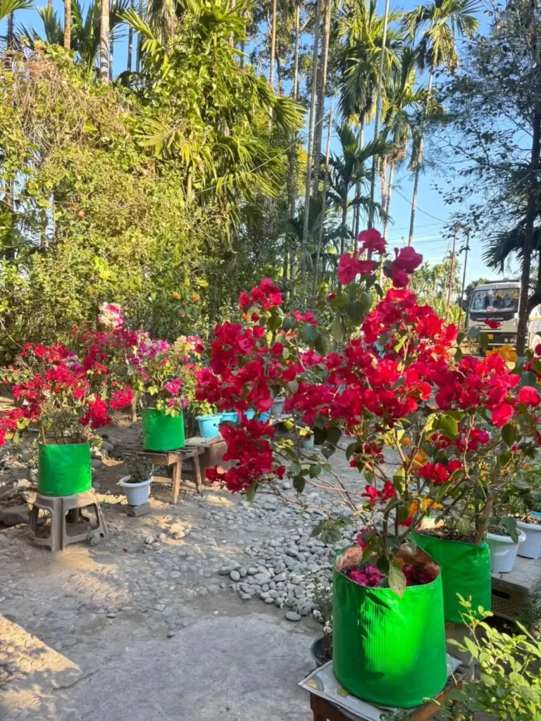bougainvillea flower garden