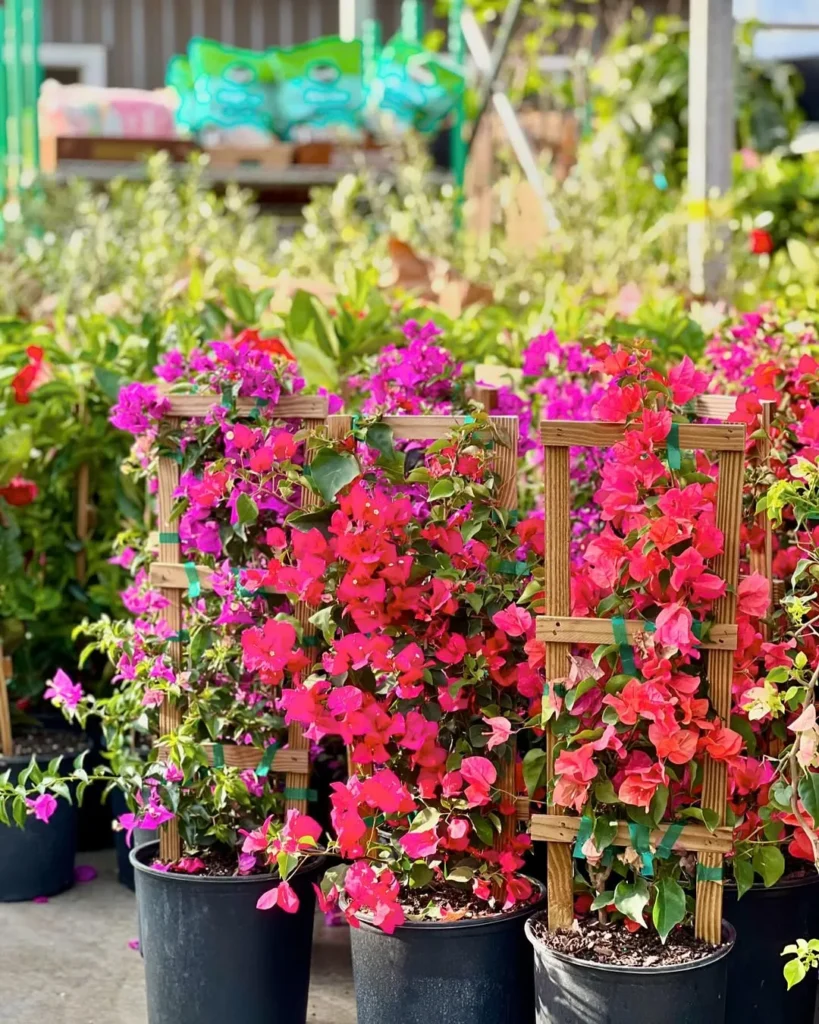 bougainvillea tropical garden