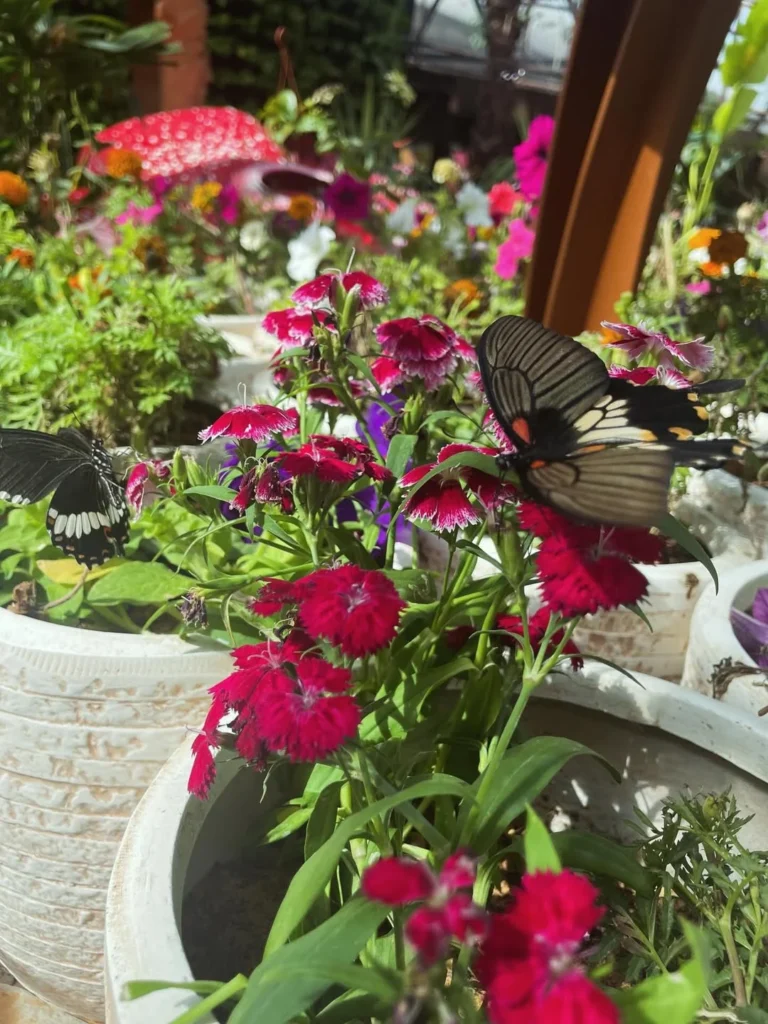 butterfly friendly flower pot garden