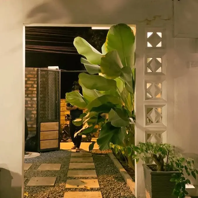 calathea lutea plant