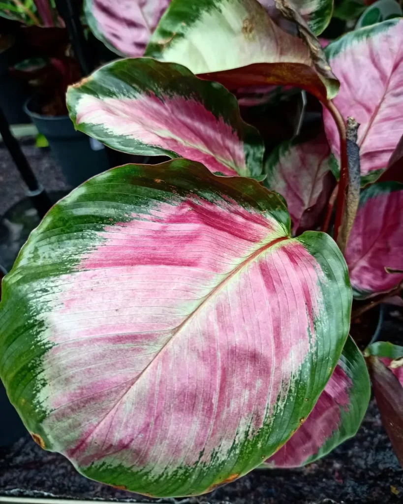 calathea roseopicta plant