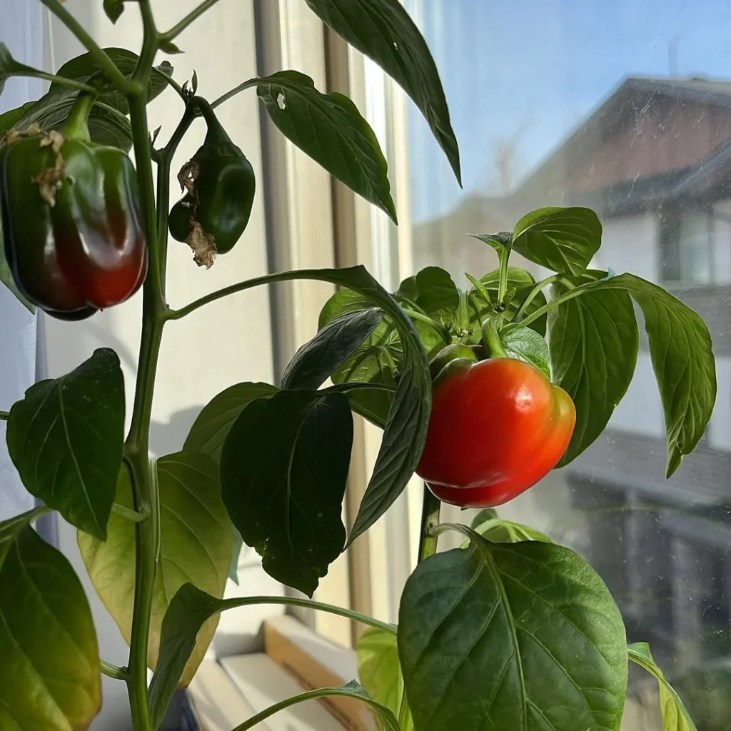 capsicum indoor veggie plants