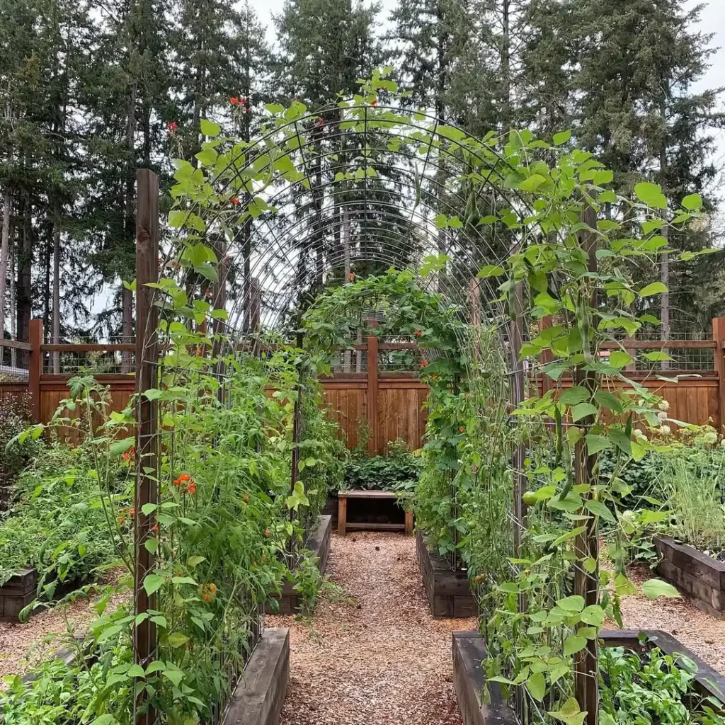 cattle panels vegetable gardens
