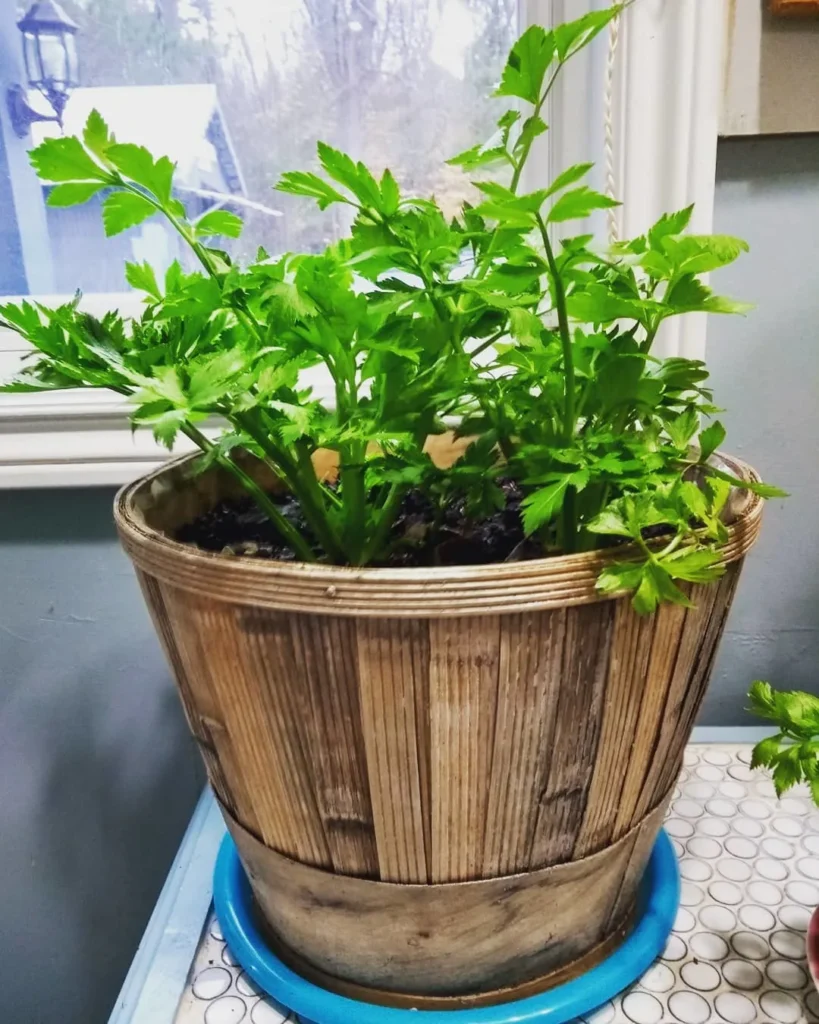 celery indoor veggie plants