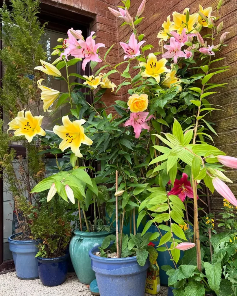 ceramic flower pot lineup