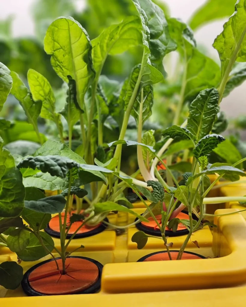 chard indoor veggie plants