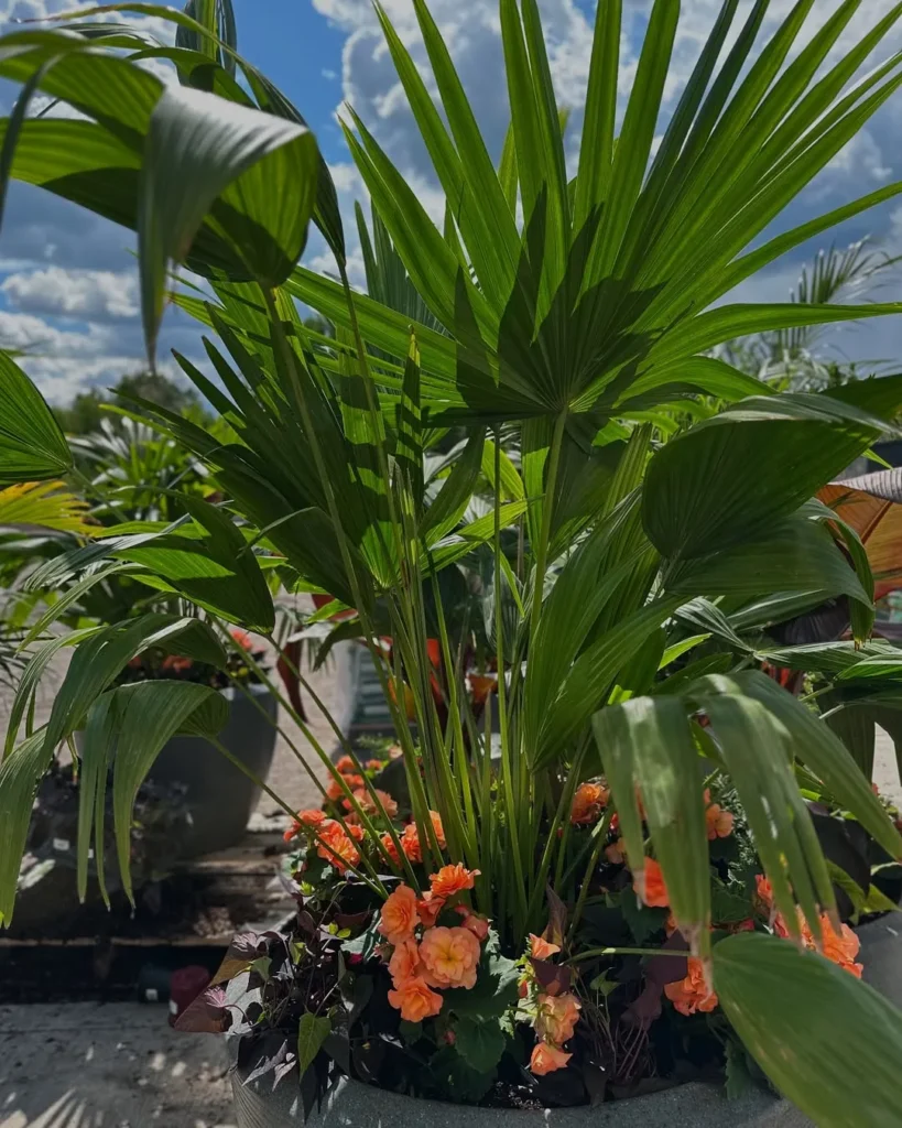 chinese fan palm
