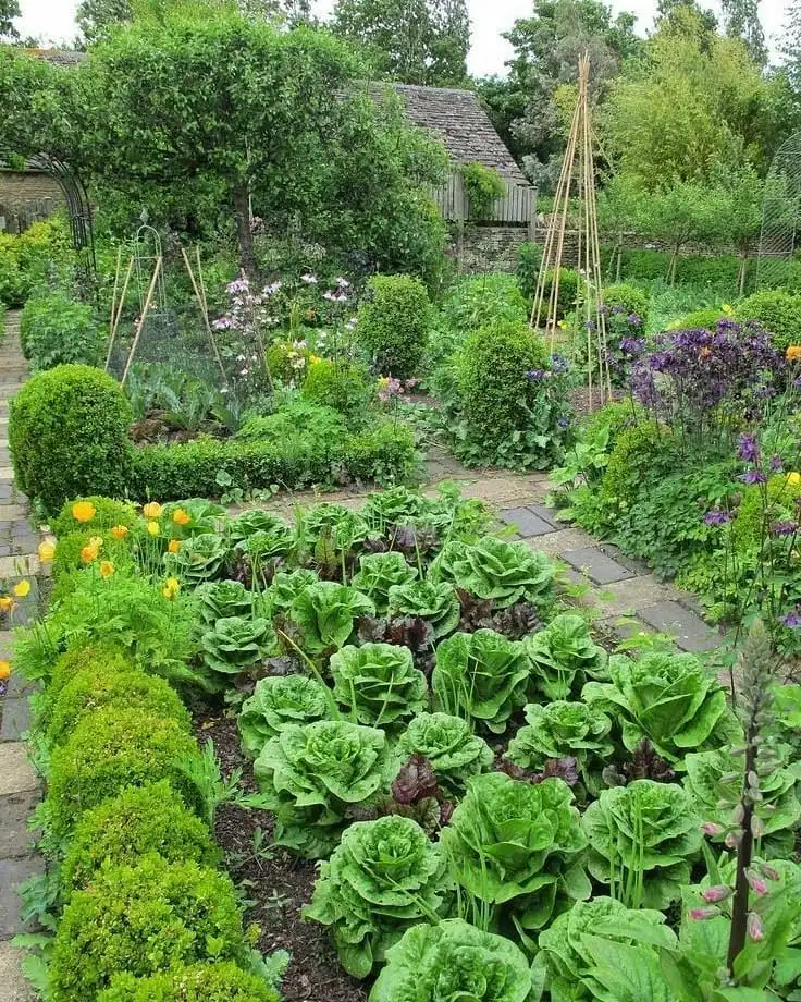 companion vegetable planting