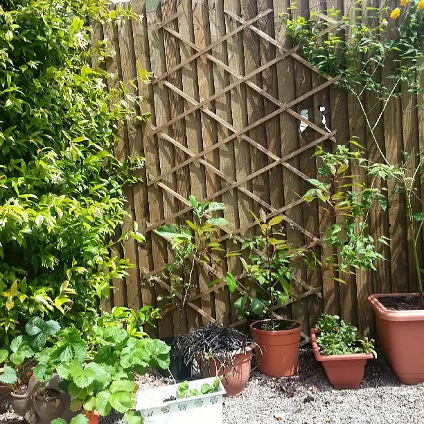 container patio gardens