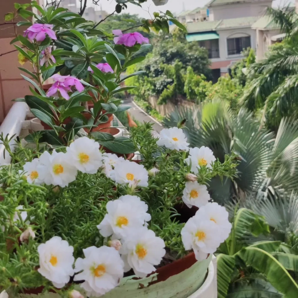 corner balcony flower garden