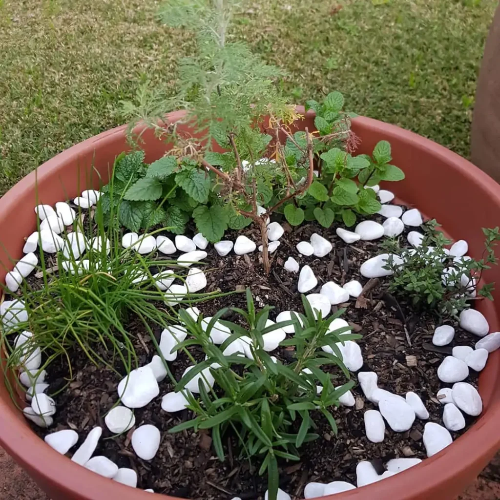 cute little witchy herb garden