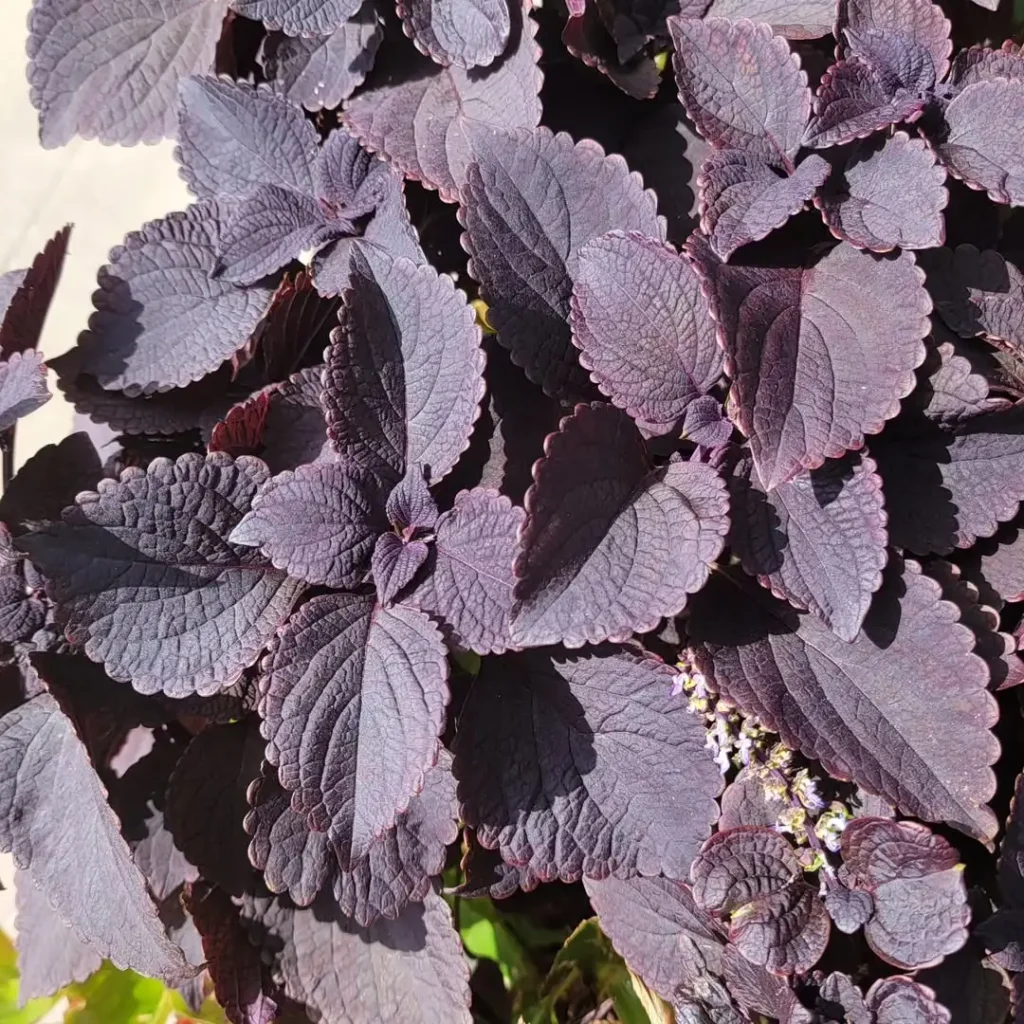 dark star coleus plant