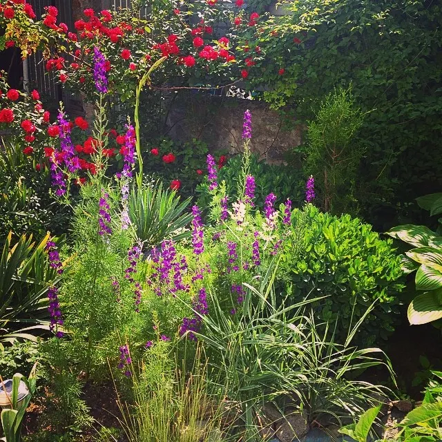delphinium flower garden