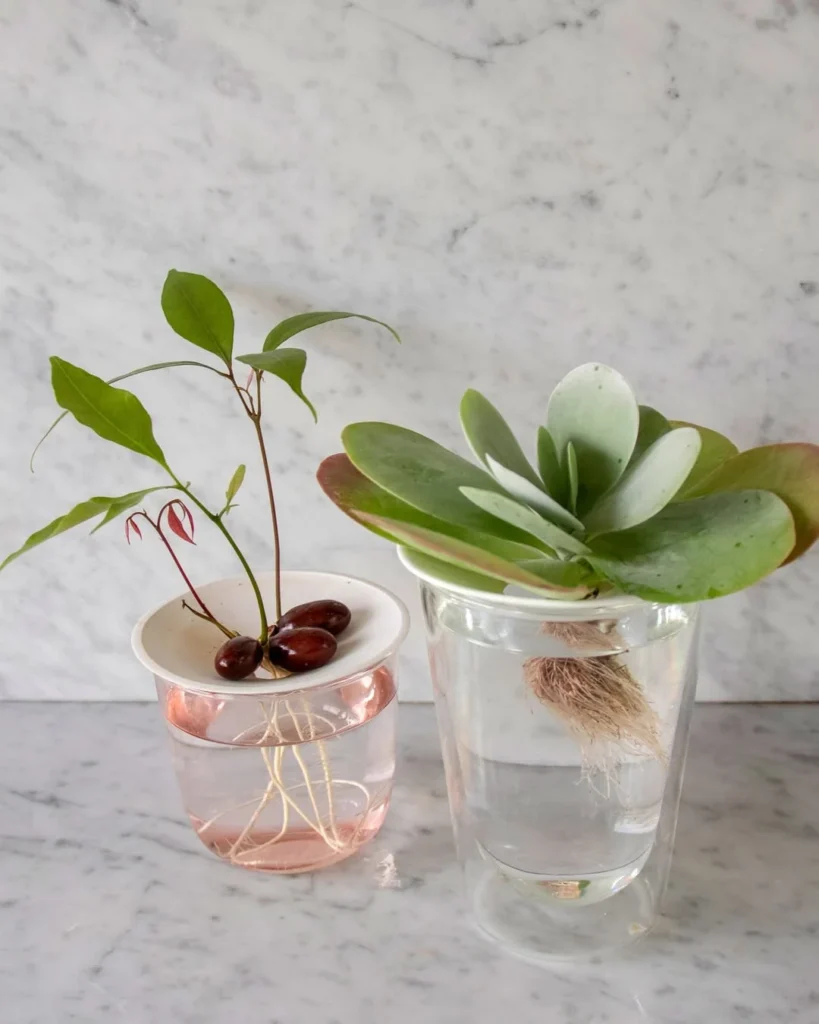 desktop mini indoor garden
